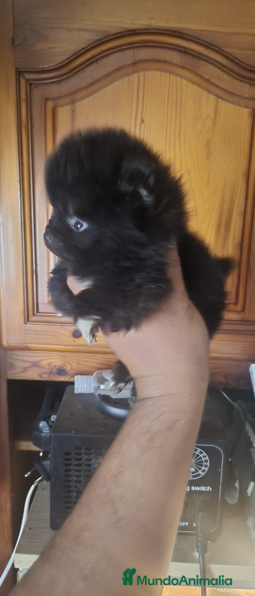 Pomerania perros Pomerania toy - Anuncio 3