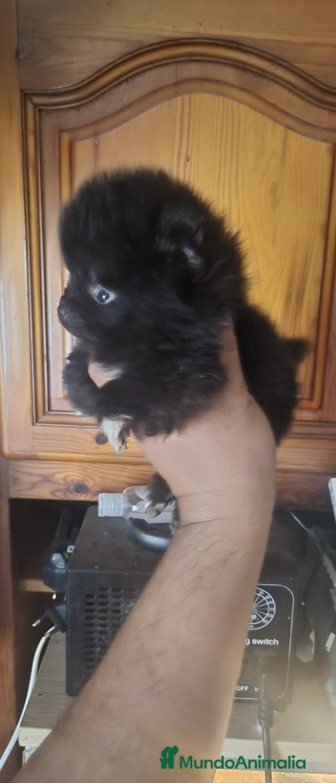 Pomerania perros en venta: Pomerania toy - Anuncio 1