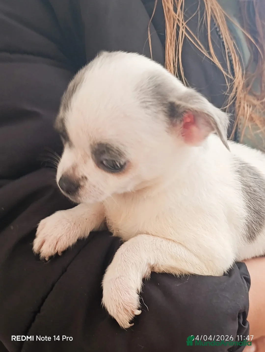 Chihuahua perros en venta: Chihuaha hembra  - Anuncio 2