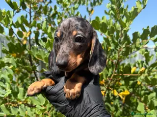 Teckel Miniatura perros TECKEL TECKEL TECKEL TECKEL TECKEL TECKEL TECKEL - Anuncio 1