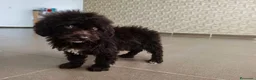 Perro de Agua Español perros en venta: CACHORRO PDA CHOCOLATE  en Zaragoza - Anuncio 5