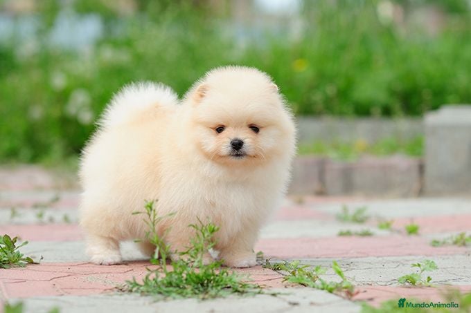 Pomerania perros POMERANIAS MINIATURAS!! LOS MEJORES en Málaga - Anuncio 31