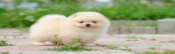 Pomerania perros en venta: POMERANIAS MINIATURAS!! LOS MEJORES en Málaga - Anuncio 1