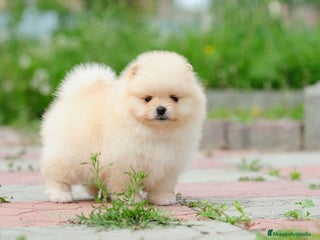 Pomerania perros en Málaga - Anuncio 24