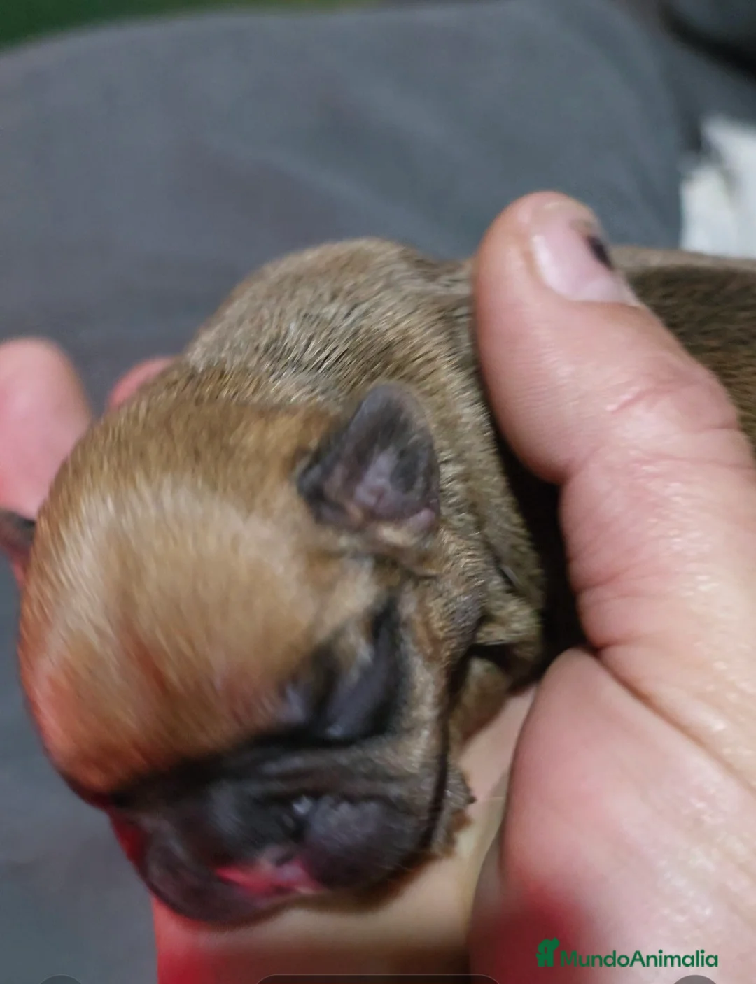 Bulldog Francés perros en venta: Bulldog francés morfología top - Anuncio 5