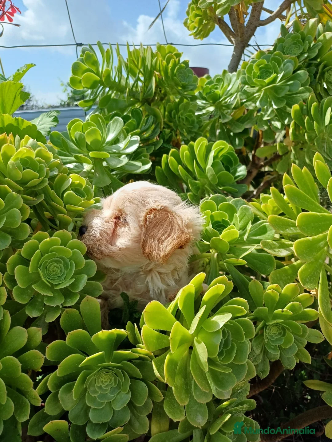Maltipoo perros en venta: Espectacular macho Maltipoo🐾🐶 - Anuncio 2