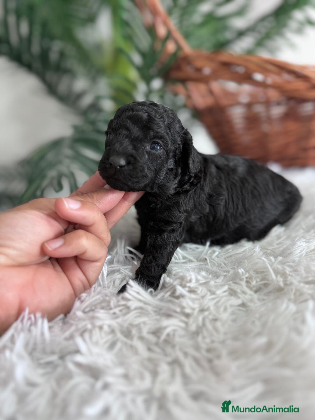 Caniche Toy perros en venta: CANICHE TOY - Anuncio 10