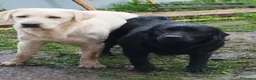 Labrador Retriever perros en venta: Labradores de  Quercuscan  - Anuncio 9