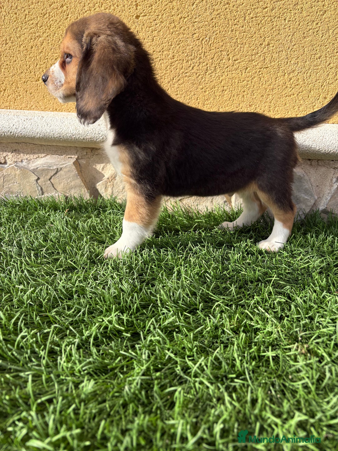 Beagle perros en venta: Espectacular cachorro de Beagle - Anuncio 30