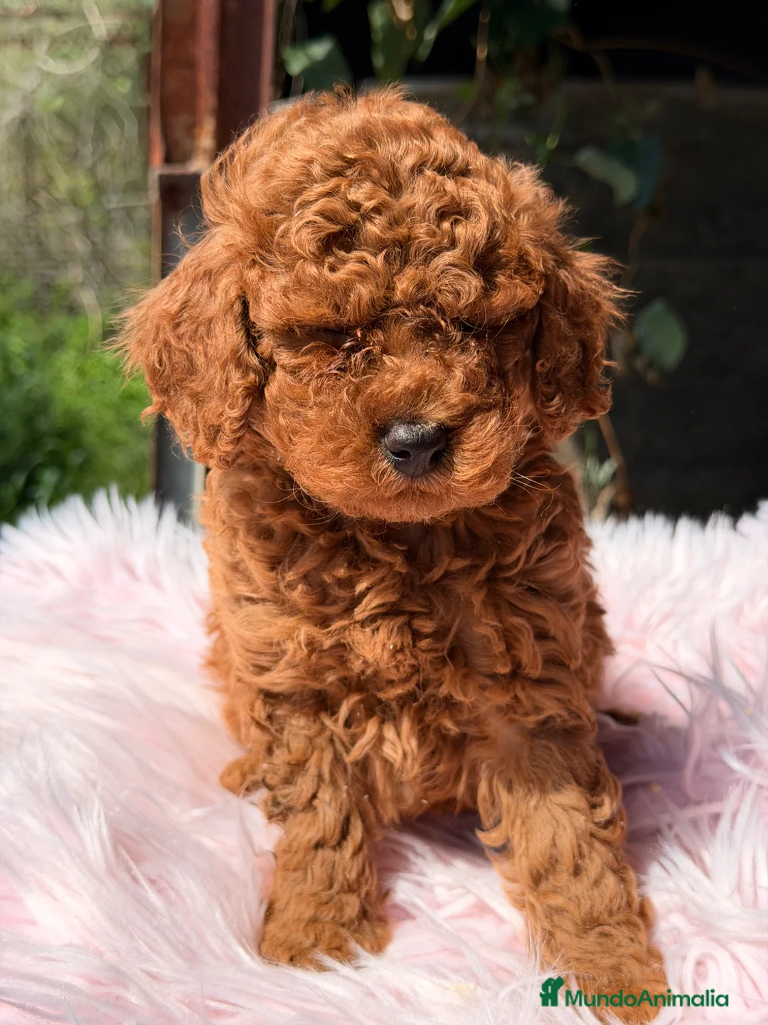 Caniche Toy perros en venta: Caniche Toy roja  - Anuncio 2