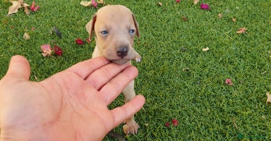 Pequeño Lebrel Italiano perros - Anuncio 15