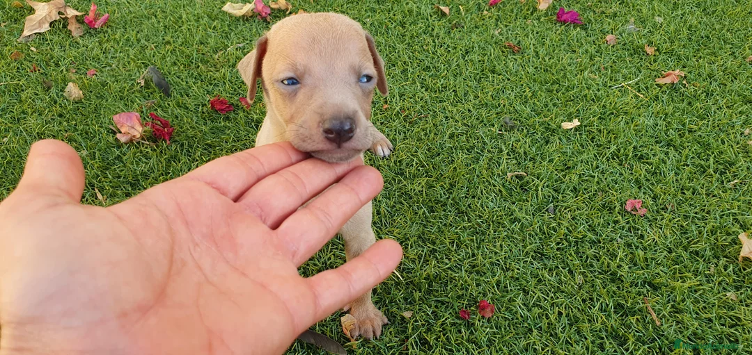 Pequeño Lebrel Italiano perros en venta: Galgo Enano Piccolo machitos - Anuncio 3