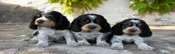Cocker Spaniel Inglés perros en venta: cocker machos  en Madrid - Anuncio 1