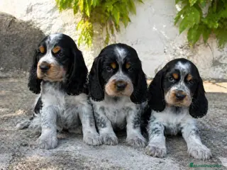 Cocker Spaniel Inglés perros cocker machos - Anuncio 1