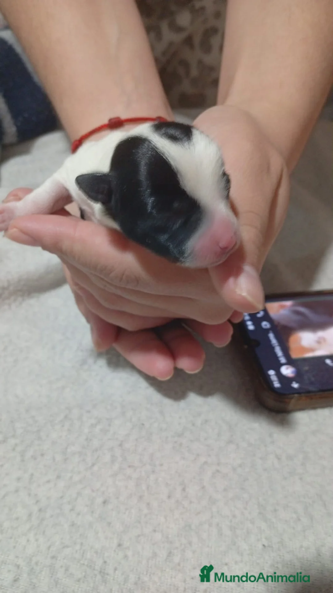 Chihuahua perros en venta: Camada de chihuahua - Anuncio 6