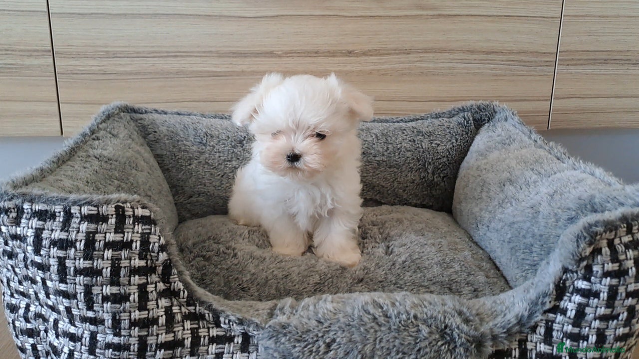 Bichón Maltés perros Bichon Maltes Micro Toy  - Anuncio 4