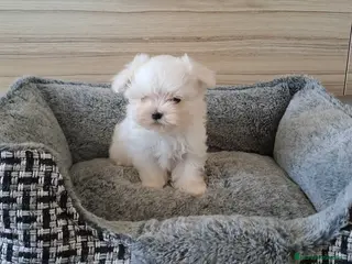 Bichón Maltés perros Bichon Maltes Micro Toy - Anuncio 4