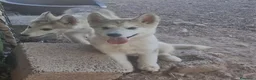 Alaskan Malamute perros en venta: Hembras de Alaskan Malamute  - Anuncio 4