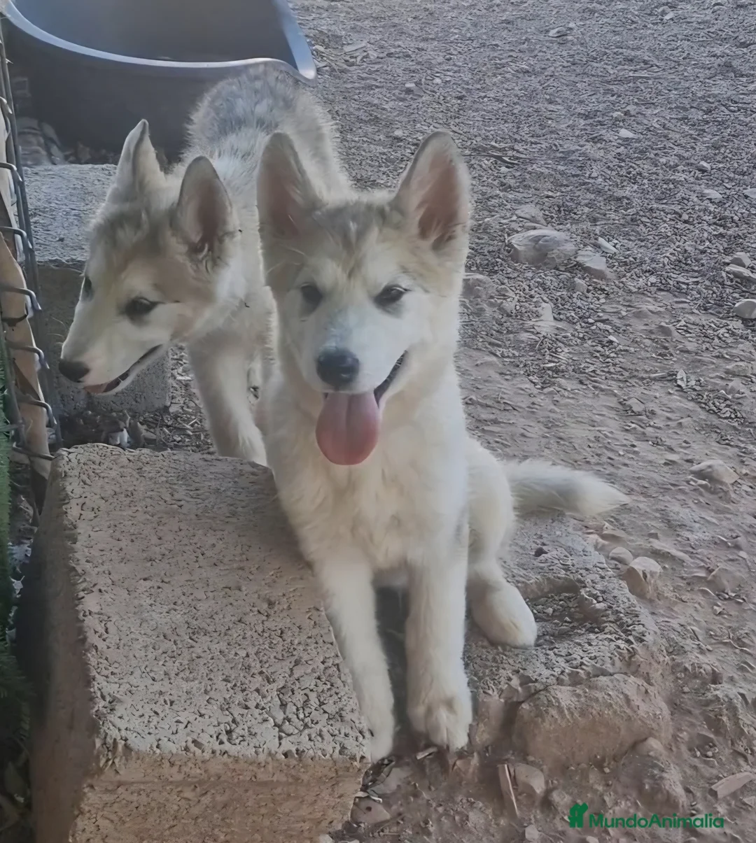Alaskan Malamute perros en venta: Hembras de Alaskan Malamute  - Anuncio 4