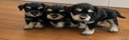 Schnauzer Miniatura perros en venta: Caraby Schnahuzer miniatura  - Anuncio 6