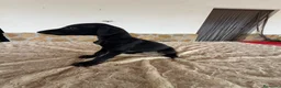 Galgo Español perros en venta: Galgo español  - Anuncio 3