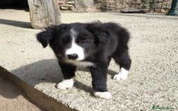 Border Collie perros en venta: Cachorros border collie blanco y negro  - Imagen 9