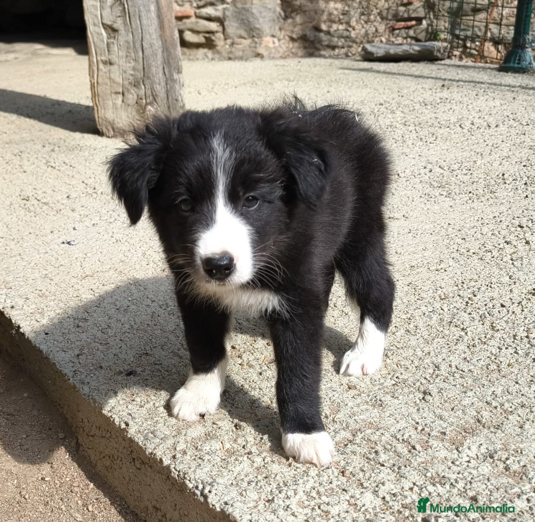 Border Collie perros en venta: Cachorros border collie blanco y negro  - Imagen 9