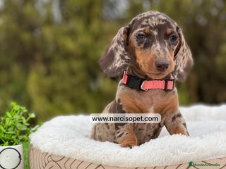 Teckel Miniatura perros - Anuncio 14