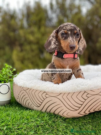 Teckel Miniatura perros - Anuncio 16