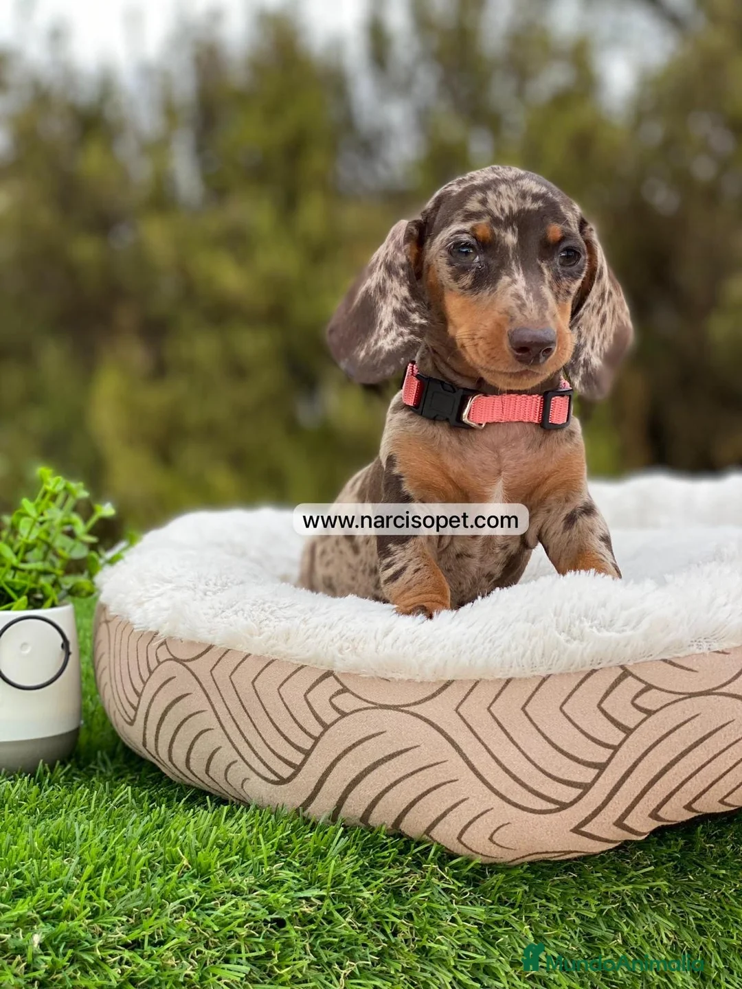 Teckel Miniatura perros en venta: CACHORRO TECKEL ARLEQUIN - Anuncio 1