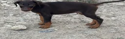Dobermann perros en venta: ULTIMO MACHO CHOCOLATE - Anuncio 2