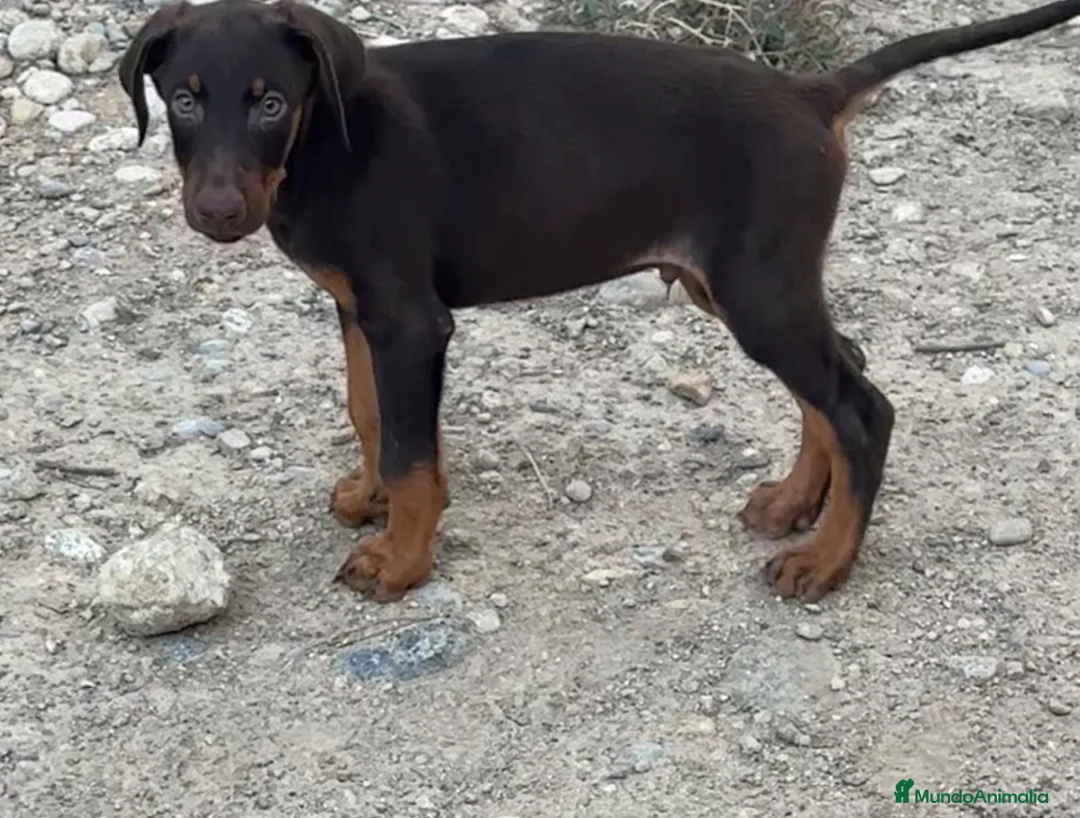 Dobermann perros en venta: ULTIMO MACHO CHOCOLATE - Anuncio 2