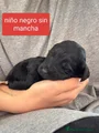 Labradoodle Cachorro 3