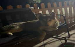 Husky Siberiano perros en venta: Husky hembra - Imagen 2