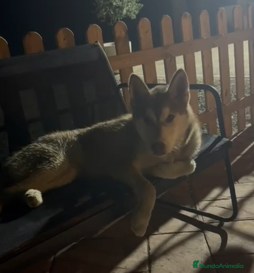 Husky Siberiano perros en venta: Husky hembra - Imagen 2
