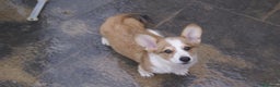Welsh Corgi Cardigan perros en venta: Corgi - Anuncio 1