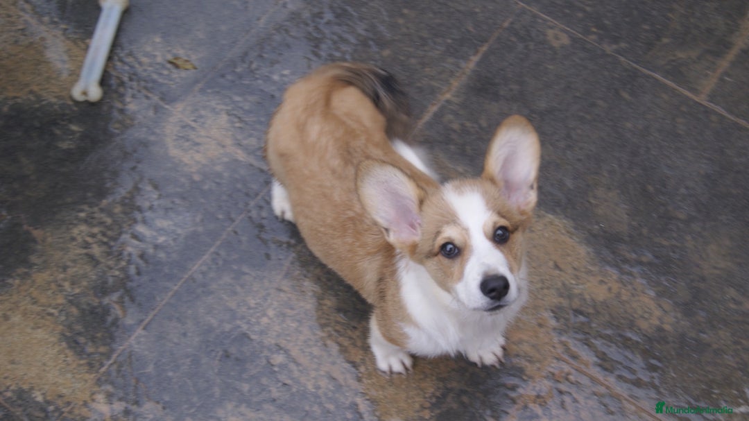 Welsh Corgi Cardigan perros en venta: Corgi - Anuncio 1