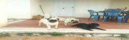 Carlino - Pug perros en venta: Carlino macho - Anuncio 7