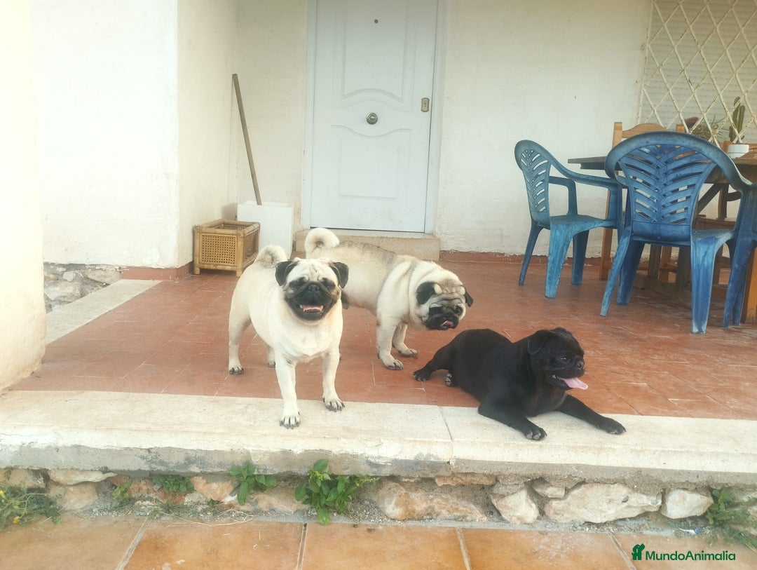 Carlino - Pug perros en venta: Carlino macho - Imagen 7
