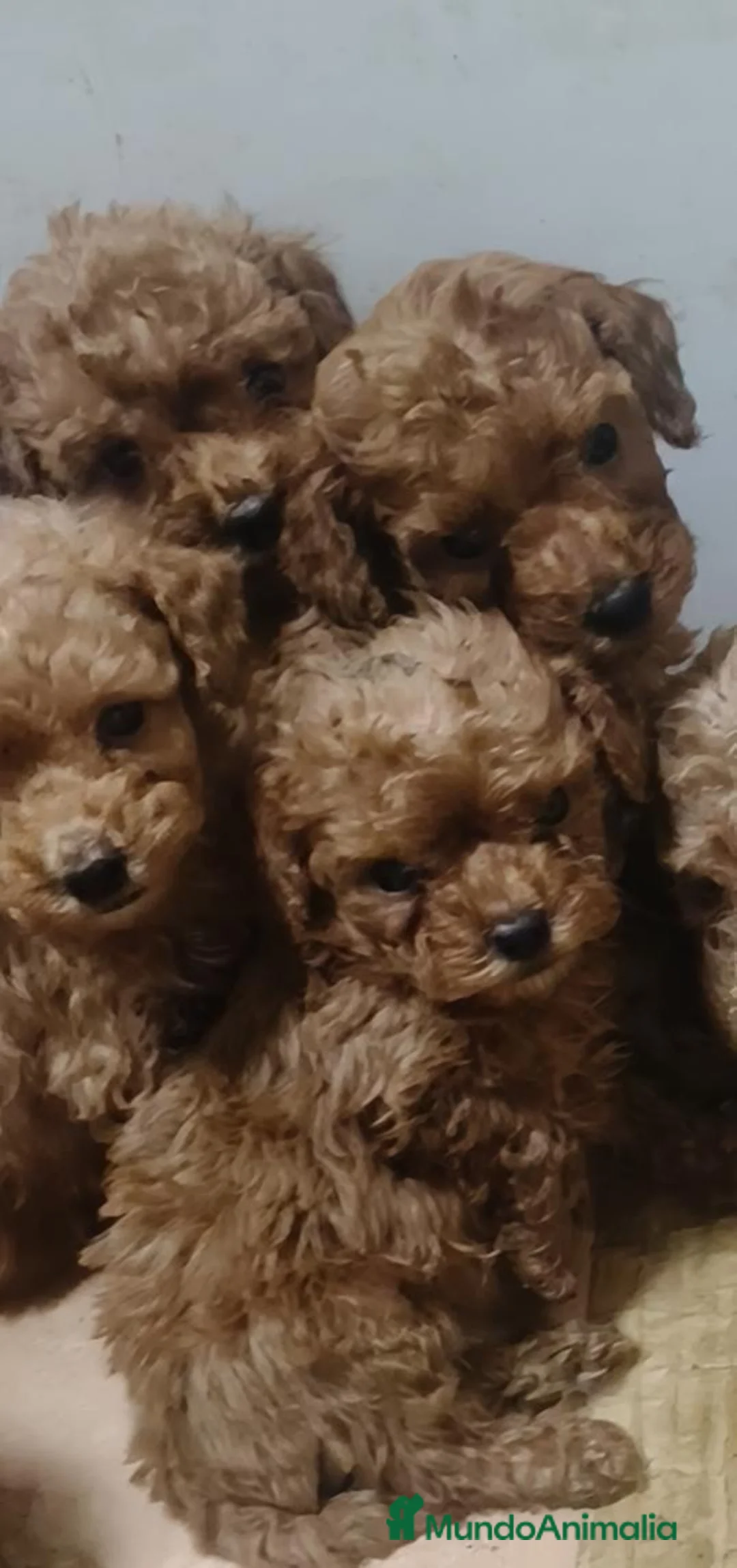 Caniche Toy perros en venta: Caniches Toy  en Sevilla - Anuncio 2