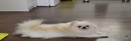 Pomerania perros en venta: Pomerania macho muy chatito  - Anuncio 2