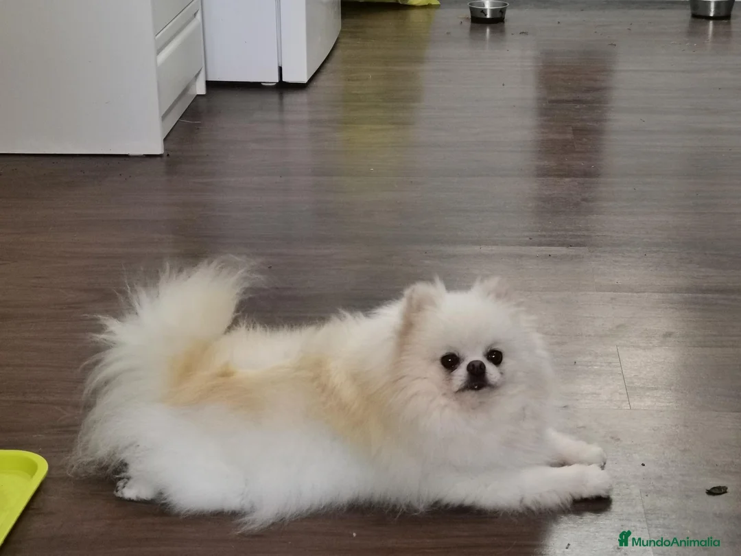 Pomerania perros en venta: Pomerania macho muy chatito  - Anuncio 2