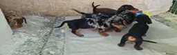 Teckel Miniatura perros en venta: Téckel varios colores y tamaños 641387649 - Anuncio 2