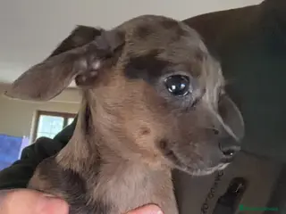 Raza Mixta perros Hembra cruce Teckel mini con chigugua - Anuncio 3