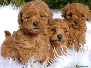 Caniche Toy perros - Anuncio 29