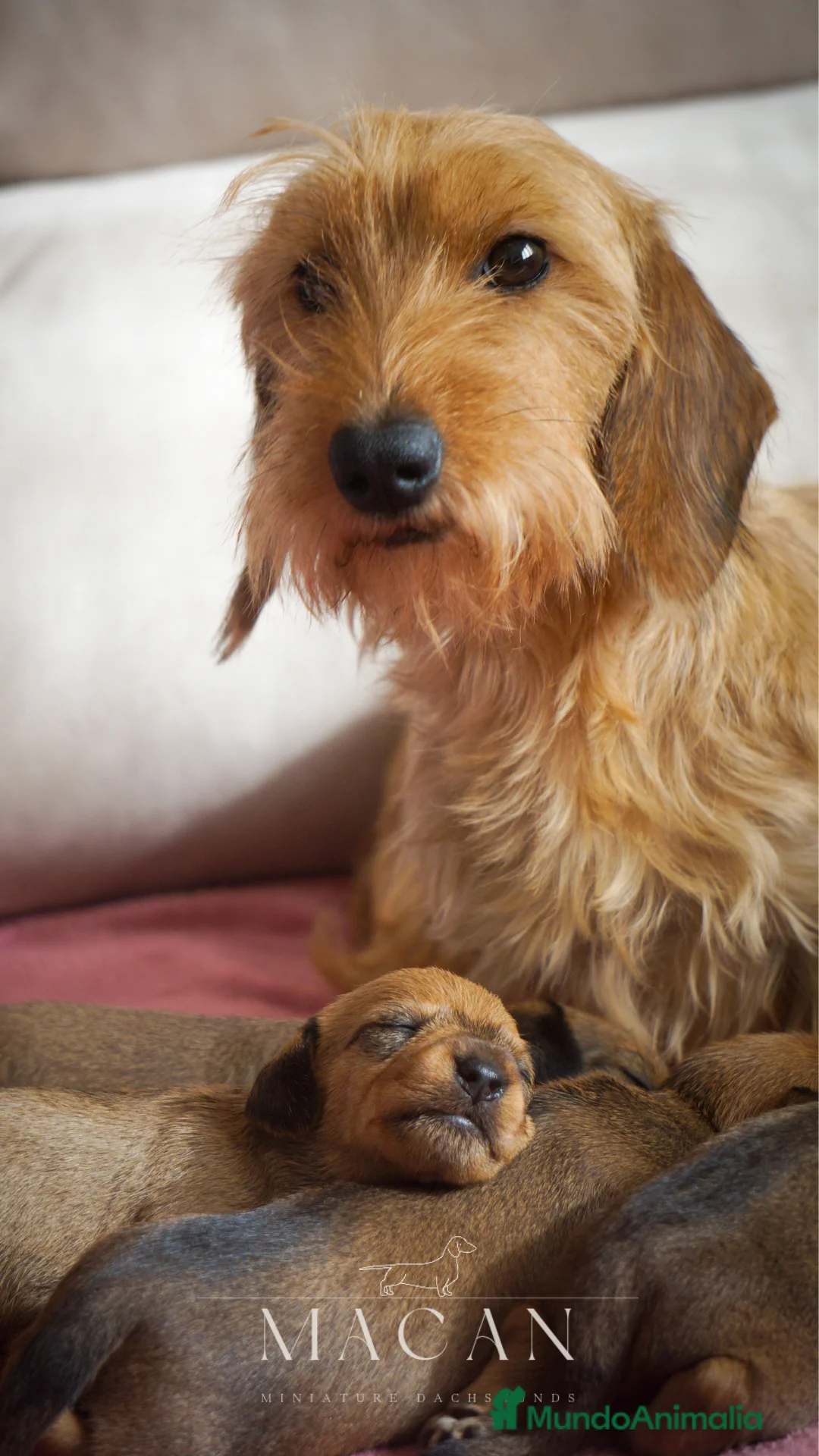 Imagen de galería {{count}}