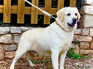 Labrador Retriever perros Labrador Retriever - Anuncio 1