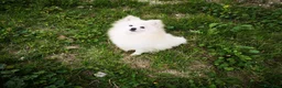 Pomerania perros en venta: Pomerania toy  - Anuncio 7