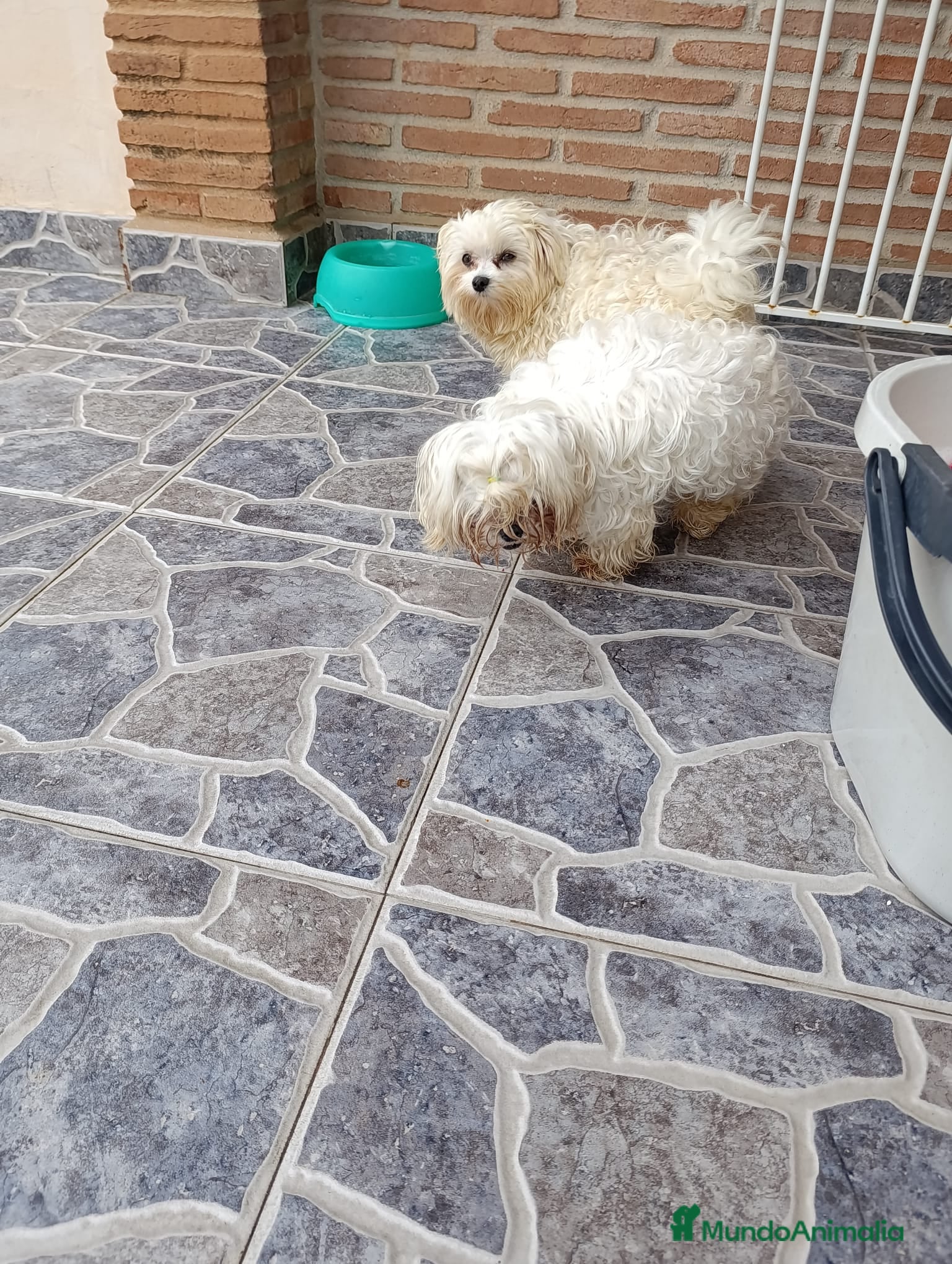 Bichón Maltés perros Bichon Maltes - Anuncio 1