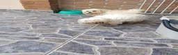 Bichón Maltés perros en venta: Bichon Maltes - Anuncio 1
